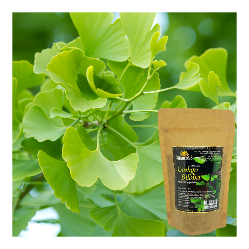 Ginkgo biloba miłorząb japoński 100g liście cięte NA PAMIĘĆ KONCENTRACJĘ