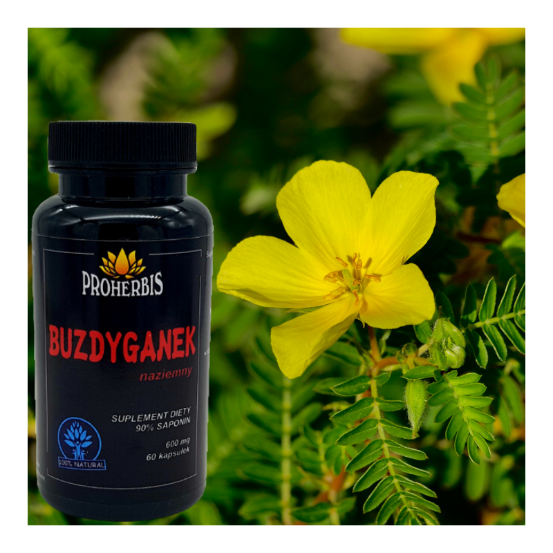 Buzdyganek naziemny 60 kapsułek wzmacnia układ hormonalny poprawia libido