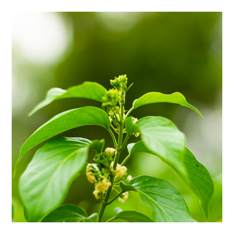 Gurmar cięty 100% (50 g) – naturalne wsparcie metabolizmu i poziomu cukru