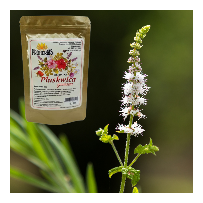Pluskwica groniasta 50 g — korzeń mielony