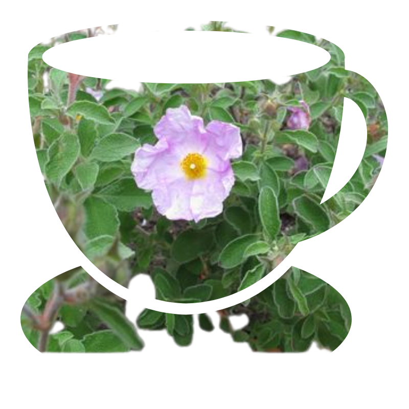 Czystek turecki ziele 250 g — Cistus incanus